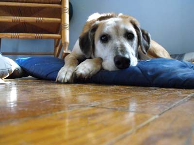 image for Facts About Heartworms and Dogs