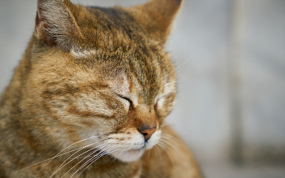 image for Animal Pain Awareness Month
